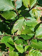 Acalitus ferrugineum