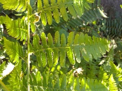 Pteridium aquilinum pubescens