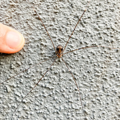Leiobunum limbatum