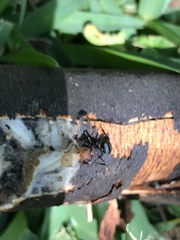 Camponotus rectangularis