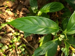 Hydnocarpus pentandrus