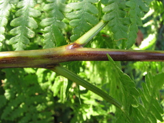 Pteridium aquilinum pubescens