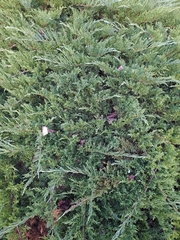 Juniperus horizontalis