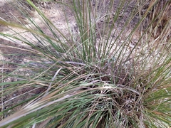 Ampelodesmos mauritanicus