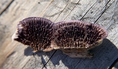 Trichaptum laricinum