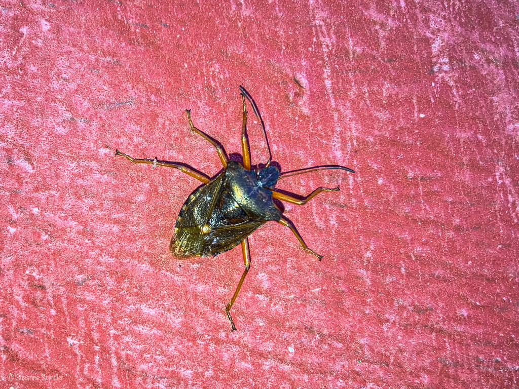Forest Bug from Rotenwaldstraße, Stuttgart, BadenWürttemberg, DE on
