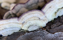 Trichaptum laricinum
