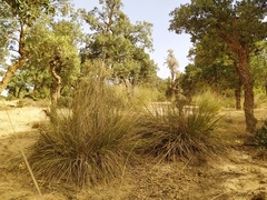 Ampelodesmos mauritanicus