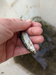 Notemigonus crysoleucas