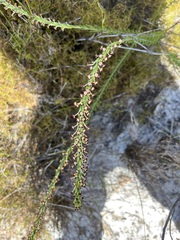 Microdon dubius