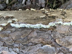 Trichaptum laricinum