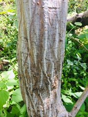 Erythrina flabelliformis