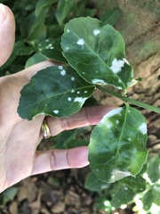 Erysiphe euonymicola