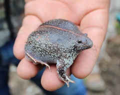 Rhinophrynus dorsalis
