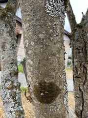 Laburnum anagyroides