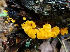Dacrymyces spathularia