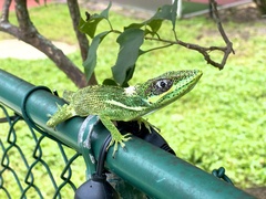 Anolis equestris
