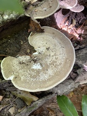 Trametes lactinea