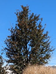 Fagus sylvatica
