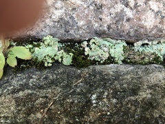 Lepraria finkii