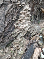 Cerrena unicolor