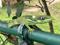 Anolis equestris