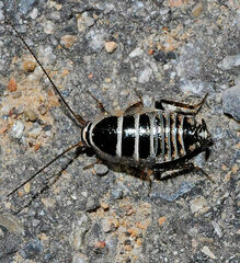 Phyllodromica quadracantha