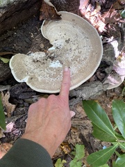 Trametes lactinea