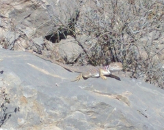 Crotaphytus collaris