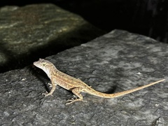 Anolis equestris