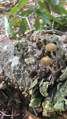 Simocybe centunculus