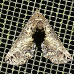 Paectes abrostoloides