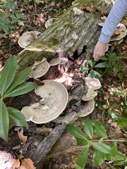 Trametes lactinea