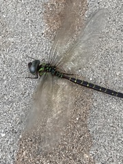 Triacanthagyna trifida