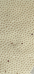 Trametes lactinea