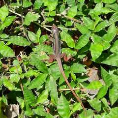 Aspidoscelis motaguae