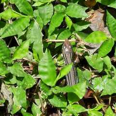 Aspidoscelis motaguae