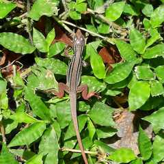 Aspidoscelis motaguae