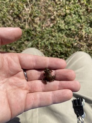 Eleutherodactylus campi