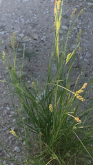 Cenchrus spinifex