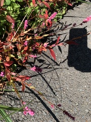 Persicaria longiseta