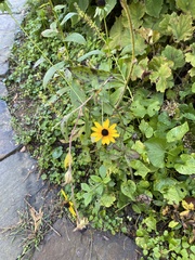 Rudbeckia