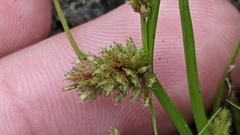 Cyperus squarrosus