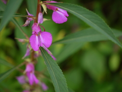 Impatiens rosea