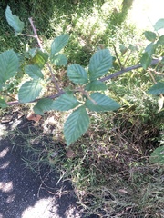 Rubus pensilvanicus