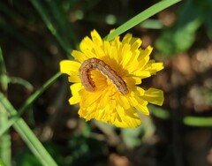 Helicoverpa armigera