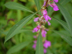 Impatiens rosea