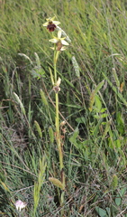 Ophrys sphegodes