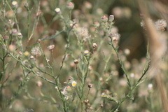 Psilactis brevilingulata