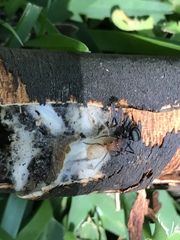 Camponotus rectangularis